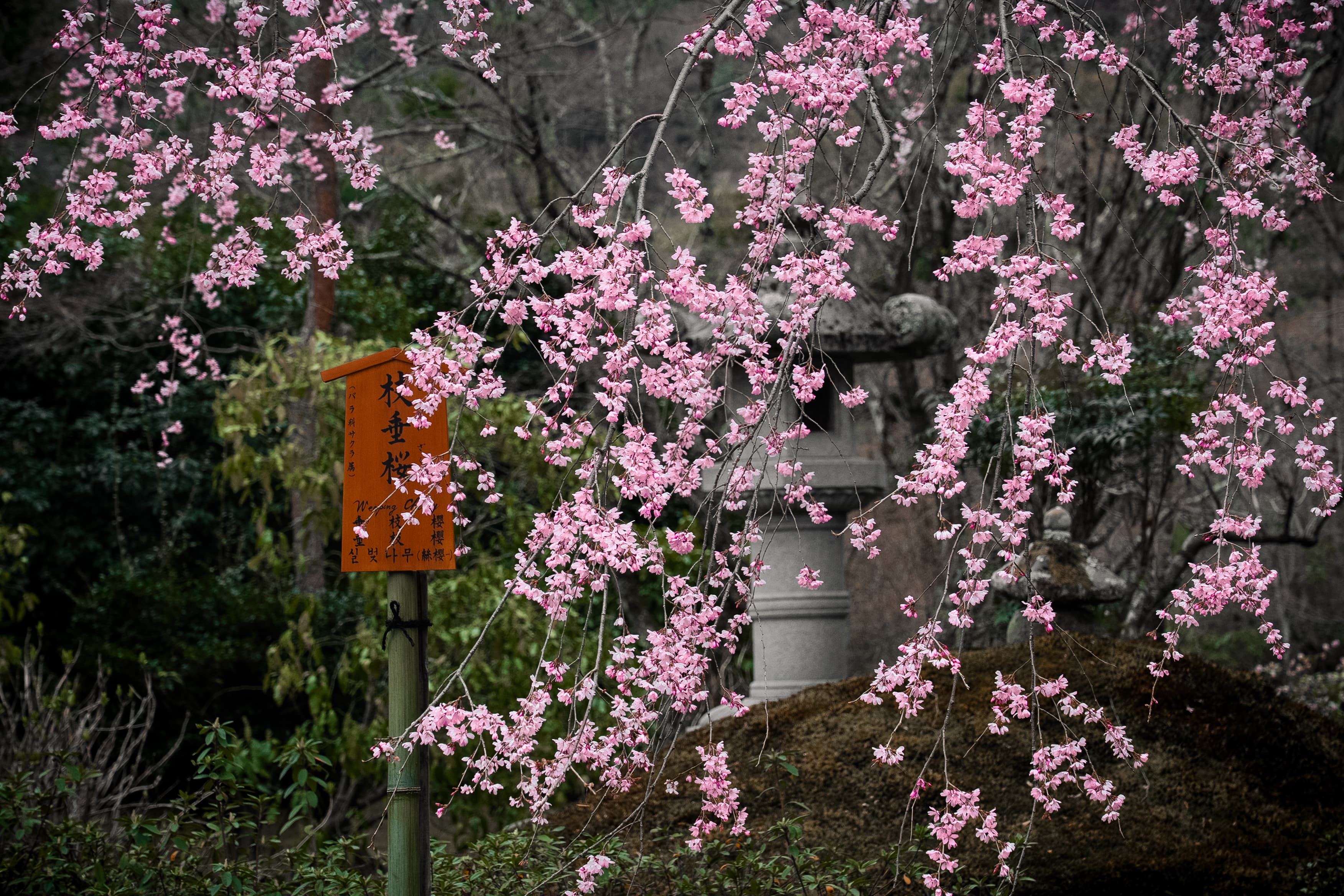Photograph 7 by Weike Qian